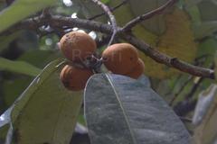 Myristica dactyloides